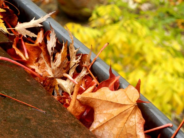 Roof Gutter Debris Removal in Glendale