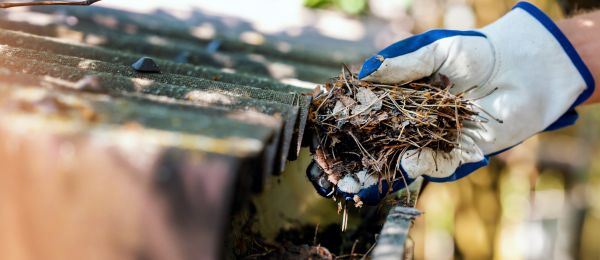 Pine Needle Gutter Cleaning in Glendale
